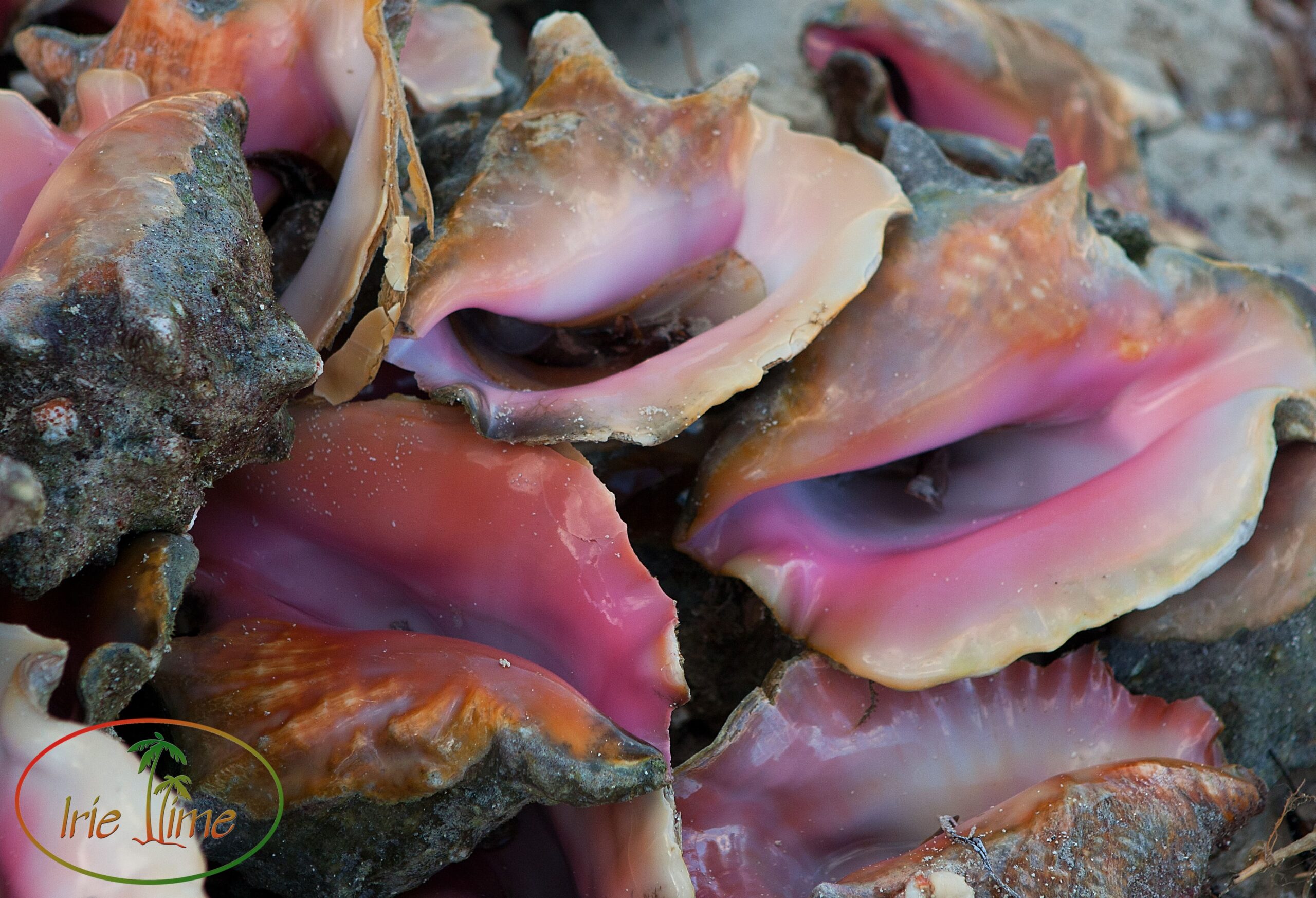 Turks and Caicos Conch Festival, Blue Hills, Providenciales, Turks and Caicos Islands