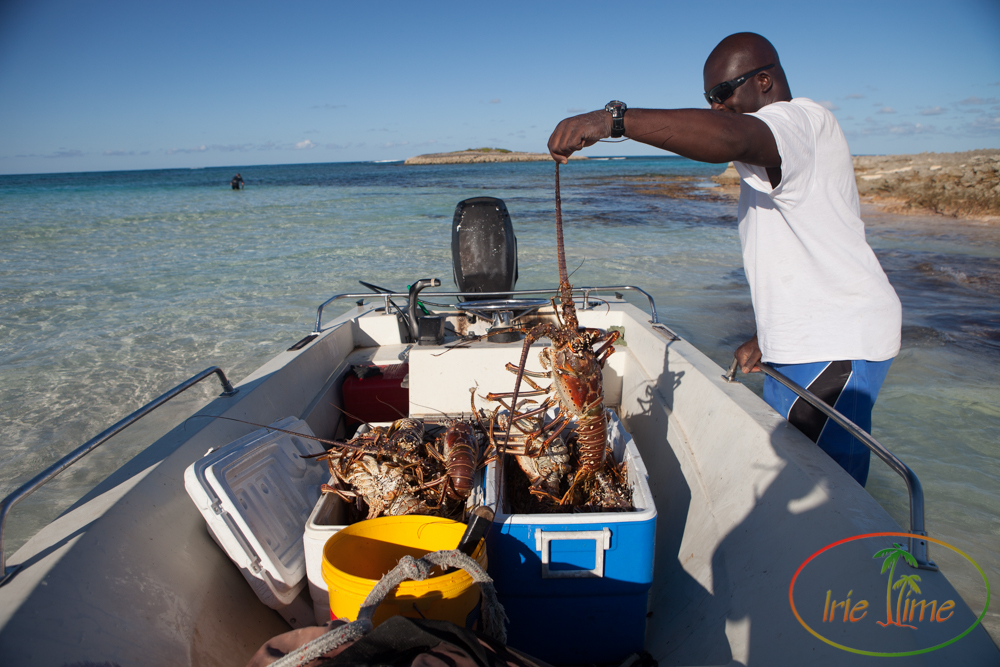 Fresh Lobster on French Leave Beach, Eleuthera, Bahamas