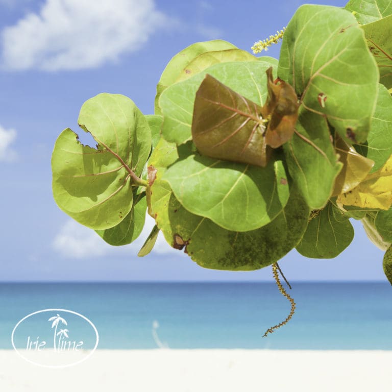 Best of the Caribbean