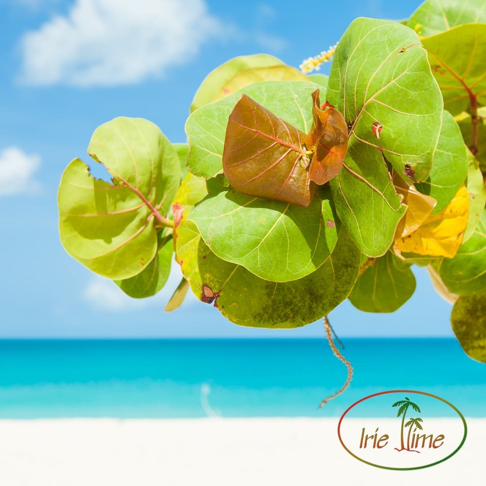 Best of the Caribbean