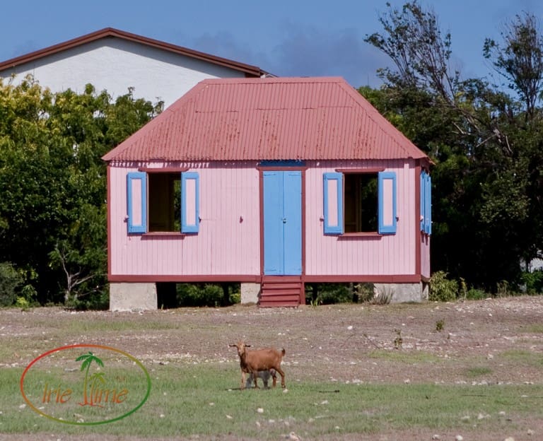 The Pink House, Anguilla and the house goat