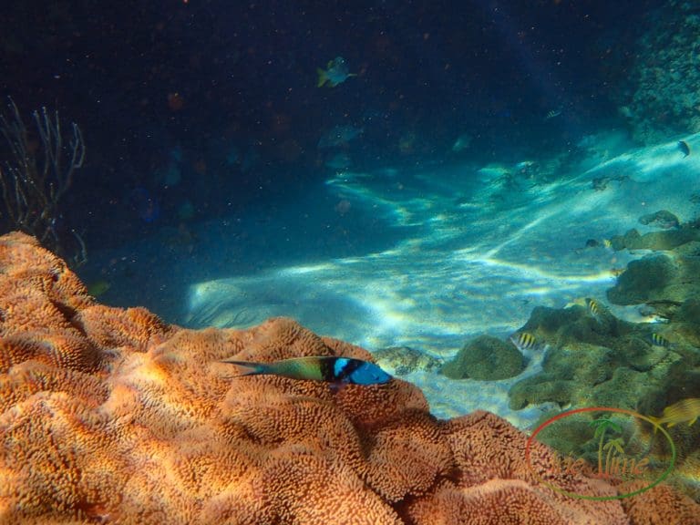 Andros Bahamas Blue Hole