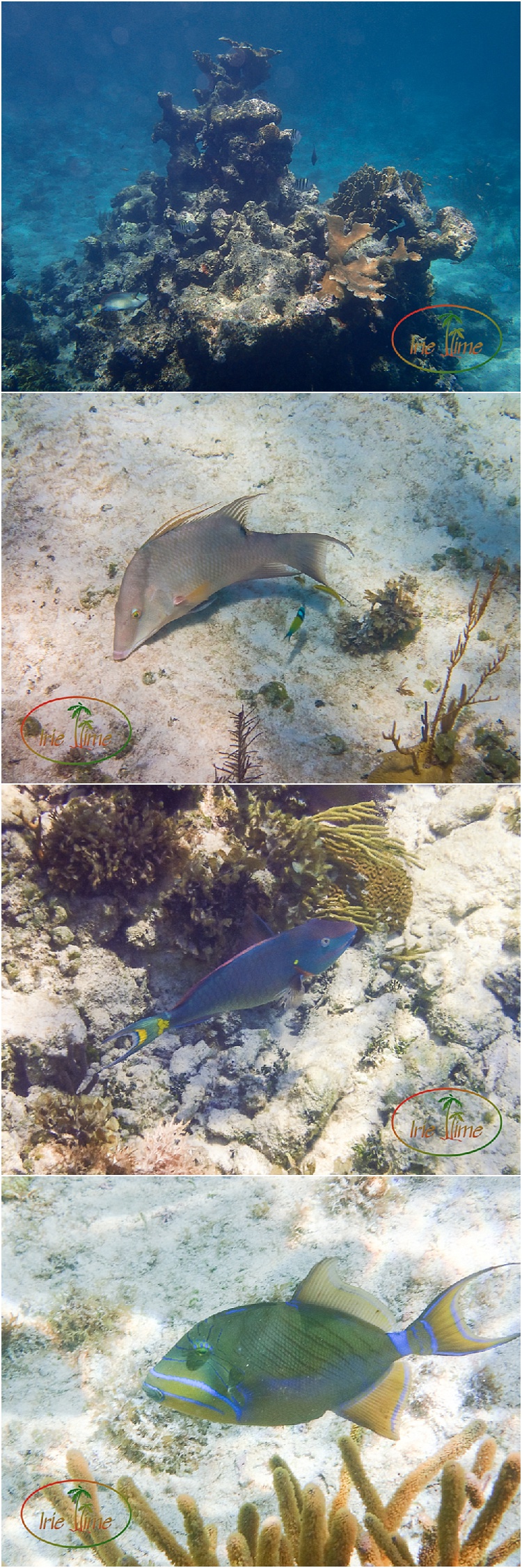 Snorkeling Diving Andros Bahamas