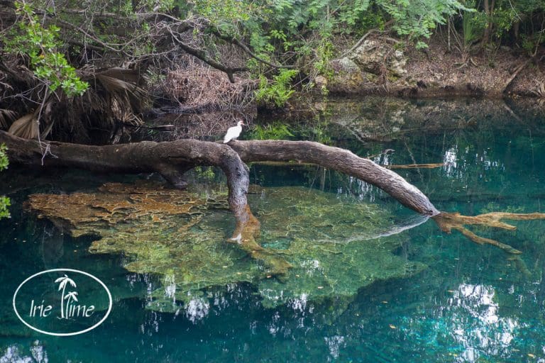 Indigenous Eyes Ecological Park & Reserve – Punta Cana