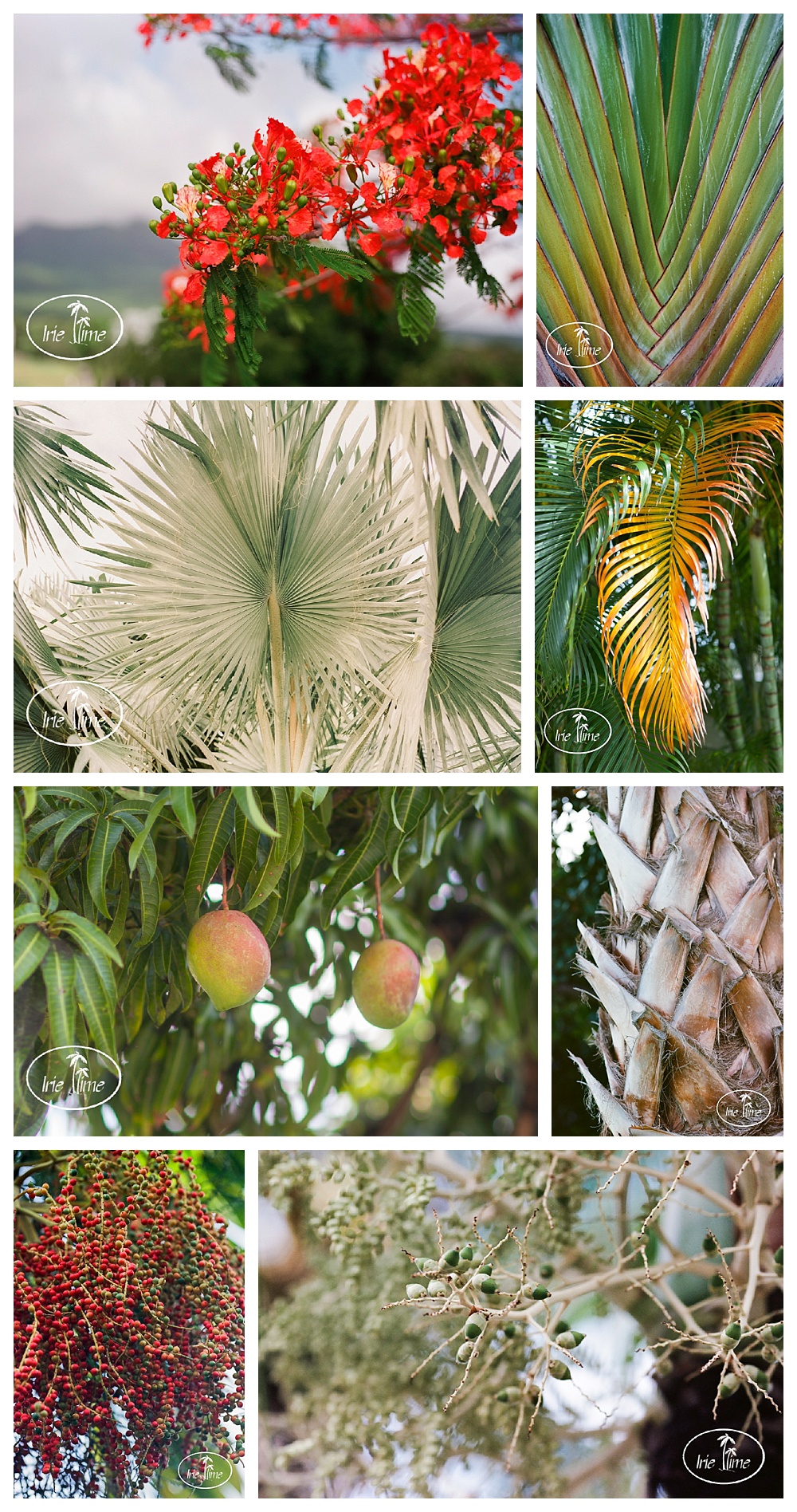 Four Seasons Nevis