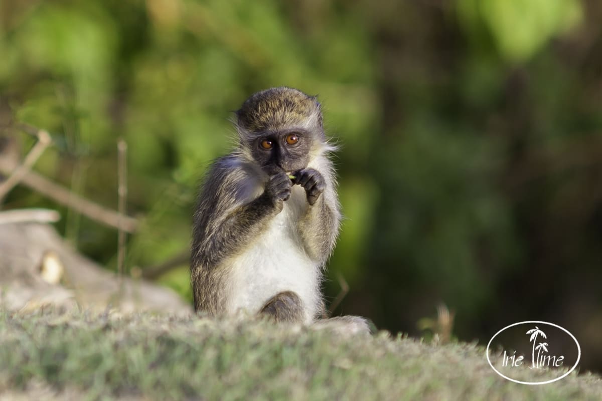 Green Vervet Monkey Nevis