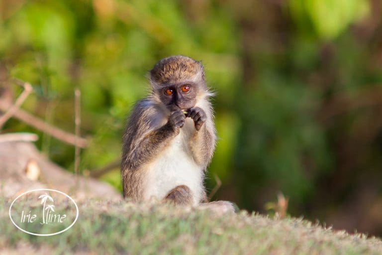 Monkeys! Monkeys! Monkeys!  On the Island of Nevis