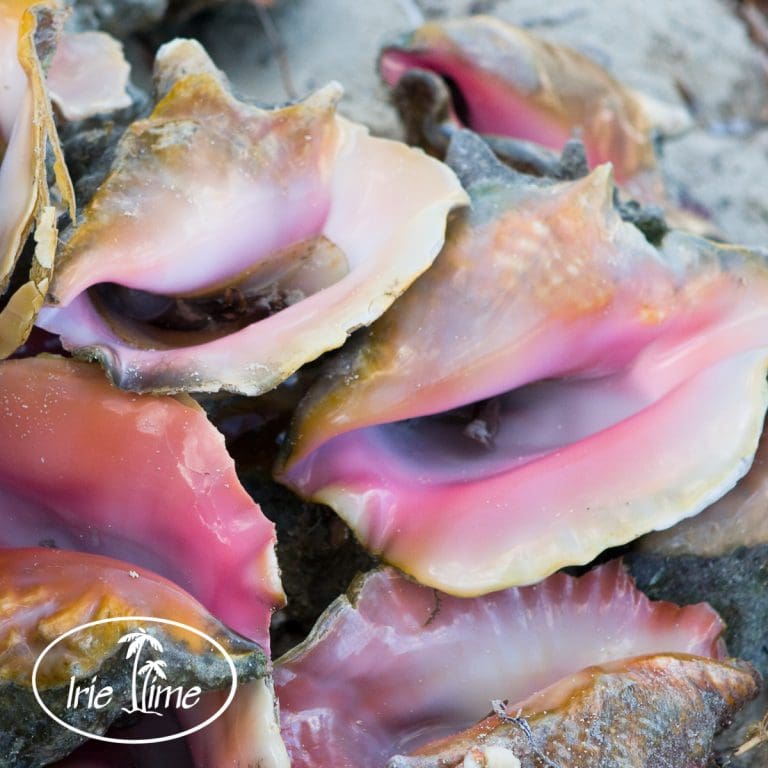 Turks and Caicos Islands