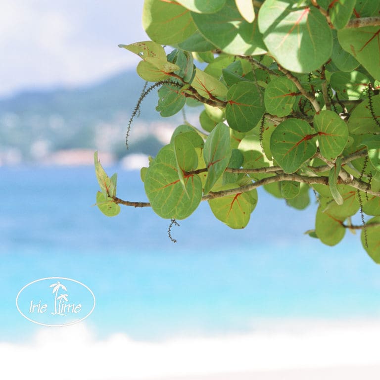 Just Back: Grenada 2021