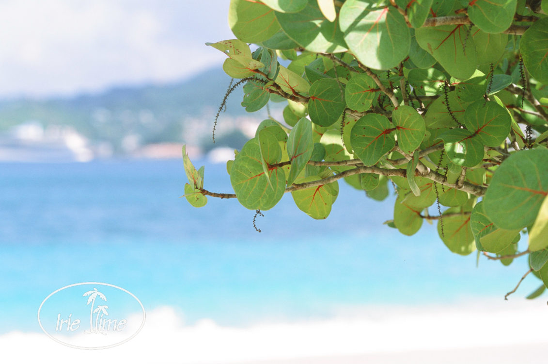 Sea grapes at Grand Anse Beach Grenada