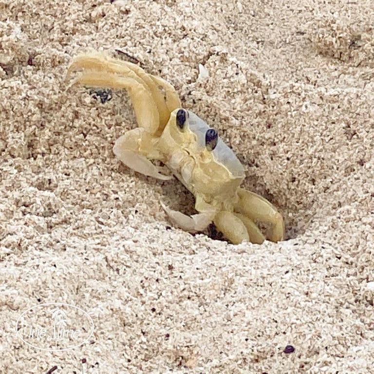 Sights and Sounds of Grand Anse Beach, Grenada