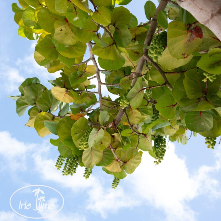 Just Back from Grenada – 2025