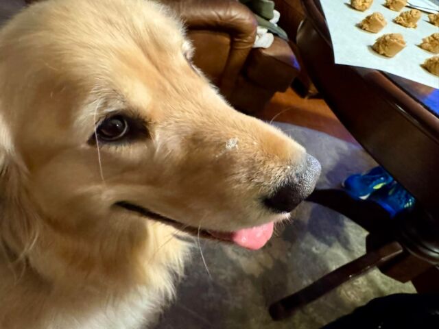 Stormy is helping with the peanut butter cookies!